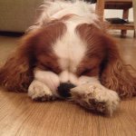 Rusty Andrews - @theadventuresofrusty - Instagram