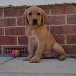 Rusty Andrews 🧡 - @rustyfoxredlab - Instagram