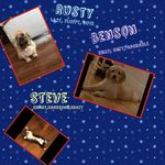 Rusty| Ben| Steve - @rusty_benson_steve - Instagram