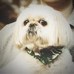 Shige - @rustyelbowman - Instagram