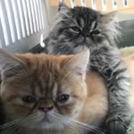 Rusty and Burton - @rustyandburton - Instagram