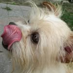 rusty_burton - @rusty_the_dogo_and_dustin_ - Instagram