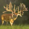 rusty - @rustyburton2 - TikTok