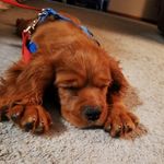 Cavalier King Charles Spaniel - @cavalierkingcharles_rusty - Instagram