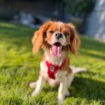 @king.rusty.cavalier - Instagram