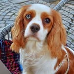 Rusty 🐶🐾 - @cavalierking_rusty - Instagram