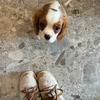 RUSTY 🐾💙 - @rusty.cavalier - TikTok