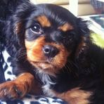Rusty Cavalier - Facebook