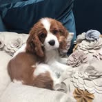 Rusty Cavalier - Facebook