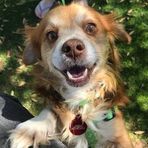Rusty Cavalier - Facebook