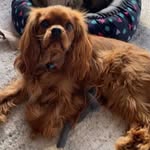 Rusty Cavalier King Charles - @ruffntumblerusty - Instagram