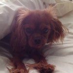 rusty - @cavalier_king_rusty - Instagram