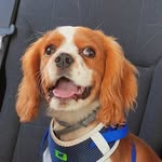 Rusty - @cavalier_rusty - Instagram