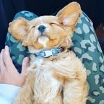 @rusty_cavalierxmaltese - Instagram