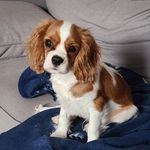 Rusty - @rusty.cavalierkingcharles - Instagram