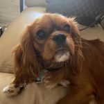 Rusty - @rusty_cavalierking - Instagram
