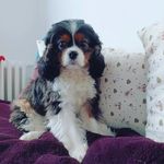 Rusty - @rusty_the_cavalier_king_charle - Instagram