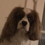 Rusty - @rusty_the_cavalier_pup - Instagram