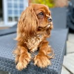 Rusty - @rusty_the_cute_cavalier - Instagram