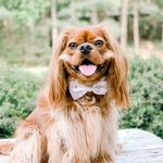 Rusty - @rusty_therubycavalier - Instagram