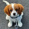 Rusty - @rustythecavalierspaniel - TikTok