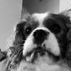 Rusty secours - @rusty_cavalier_secours - TikTok