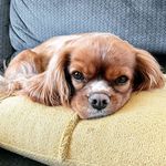 Rusty Sly - @rusty.the.cavalier - Instagram