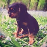Rusty The Black & Tan Cavalier - @rustycavalier - Instagram