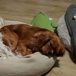 Rusty the cavalier - @rusty_the_cavalier1 - Instagram