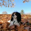 Rusty The Cavalier - @rusty_my_boy - TikTok