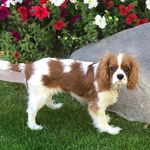 Rusty the Cavalier - @rusty_the_sugar_sleuth - Instagram