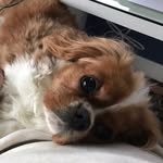 Rusty The Cavalier - @rusty_thekingcharles - Instagram