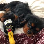 ℝ𝕦𝕤𝕥𝕪 𝕥𝕙𝕖 ℂ𝕒𝕧𝕒𝕝𝕚𝕖𝕣 - @rusty_the_cavalier_ - Instagram