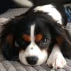 Rusty the Cavalier - @northern.soul.1519 - TikTok
