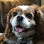 Rusty The Cavalier - @rusty_the_cavalier - Instagram