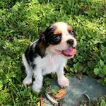 Rusty the Cavalier - @rusty_thecavalier - Instagram