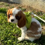 rusty the cavalier 🌟 - @rustythecavie - Instagram