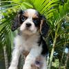 Rusty the Cavalier - @rusty_thecavalier - TikTok