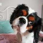 Rusty the Cavalier King👑 - @hungarian_cavalier - Instagram