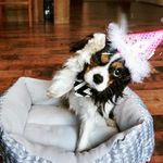 Rusty&Bella_the_Cavaliers - @rustybellathecavaliers - Instagram