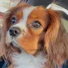 rustythecavalier - @rustythecavalier - TikTok