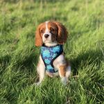 Sarah And Dale - @rusty_the_rascal_cavalier - Instagram