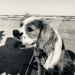®️u s t y  C a v a l i e r 👑 - @rustycavalierpuppy - Instagram