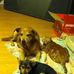 Buster Rusty Kitty Champion - Facebook