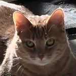 The Holy Church of Rusty - @theholychurch_ofrusty - Instagram