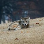 Rusty The Coyote - @rustythecoyote - Instagram