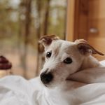 Rusty (or Russell Crowe) - @badmanrusty_ - Instagram