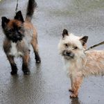 Rusty & Crumpet - @rustycrumpet - Instagram