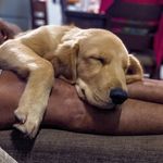 rustythegoldie - @rusty.instacrumbs - Instagram