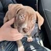 Rusty - @rustythesaintdane - TikTok
